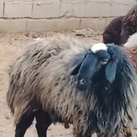 قوچ شیشک دو دندان