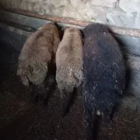 بره نر