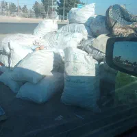 سیب زمینی همدان