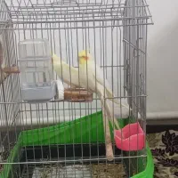 عروس هلندی لوتینو مولد|پرنده|سجاس رود, |دیوار