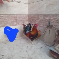 مرغ گلین حیوانات مزرعه|حیوانات مزرعه|برخوار, |دیوار