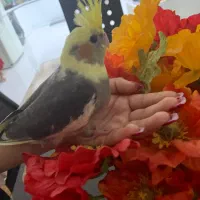 عروس هلندی|پرنده|آبپخش, |دیوار