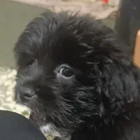 سگ شیتزو کراس