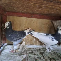 کبوتر|پرنده|گتوند, |دیوار