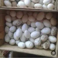 فروش تخم غاز واردک روسی ومحلی نطفه دار