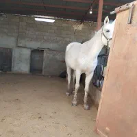 مادیان ارام  سن ۶سال همراه کره ..