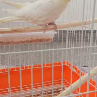 طوطی|پرنده|شاهین دژ, |دیوار