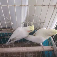 عروس هلندی مولد واقعی|پرنده|دماوند, دماوند|دیوار