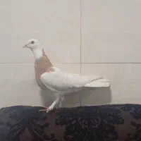 کبوتر گم شده