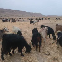 ۲۰۰راس بزداشتی جوان کهره دار معاوضه با میش|حیوانات مزرعه|خنج, |دیوار