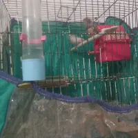 یه جفت فنج با قفس کوچک