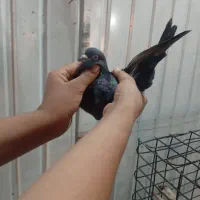 کبوترا همه مست مست|پرنده|کلاردشت, |دیوار