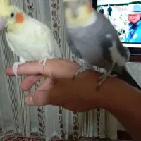 عروس هلندی مولد|پرنده|نورآباد, |دیوار