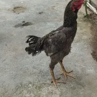 خروس لاری طوس