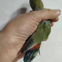 جوجه دو ماهه برزیلی از نژاد اوپال|پرنده|فردیس, سرحد آباد|دیوار