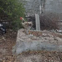 خروس 3 ماه نیمه