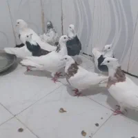 کبوتر طوقی