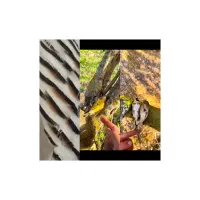 تور سهره دو پهلو