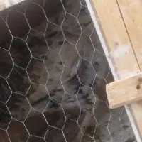 مرغ تخم گذار