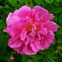 نهال گلمحمدی