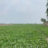 اسفناج|خوردنی و آشامیدنی|سرخنکلاته, |دیوار
