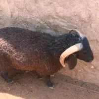 بره نر محلی دمبه گرد و چوش