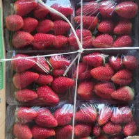 بالای ۱۲۰ تن توت فرنگی برداشت کن از هر هکتار