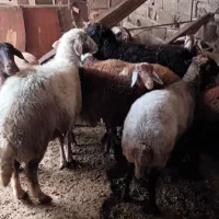 فروش گوسفند داشتی جوان یک دست|حیوانات مزرعه|رامیان, |دیوار