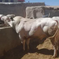 نیازمند  گاو وگوساله سالم زمین گیر افتاده