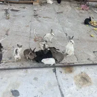 دونه ای ۳۰۰|موش و خرگوش|پاکدشت, شهرک انقلاب|دیوار