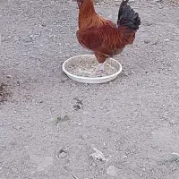 مرغ و خروس