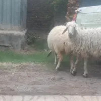 گوسفند