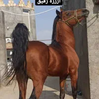 سرایداری نگهبانی