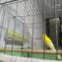 قناری بلند بازاری