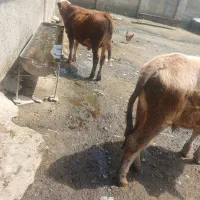 باسلام دوراس گوساله سمیتال نر به فروش میرسد