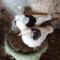 کفتر|پرنده|میناب, |دیوار