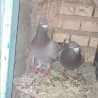پرنده|پرنده|گتوند, |دیوار