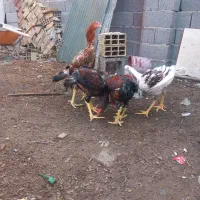 خروس لاری|حیوانات مزرعه|رشت, پیرکلاچای|دیوار