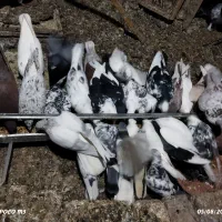 فروش یکجا ۴۰ عدد کبوتر