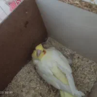 دو جفت عروس هلندی و تعدادی جوجه عروس|پرنده|مشهد, شهید قربانی|دیوار