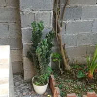 گل کاکتوس صخره ای