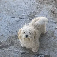 کوپر جنسیت نر قد یک وجب|سگ|تایباد, |دیوار