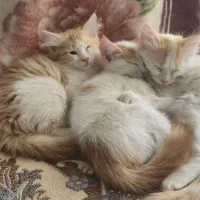 بچه گربه|گربه|نجف‌آباد, امیرآباد|دیوار