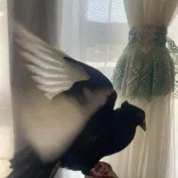 کفتر|پرنده|زرند, |دیوار