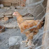 خروس نژاد برهما 4 ساله سالم و اصیل|حیوانات مزرعه|قزوین, |دیوار