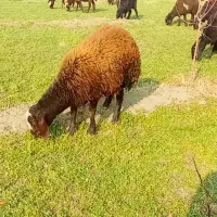 بره نر|حیوانات مزرعه|ارومیه, |دیوار