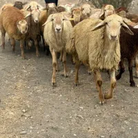 گوسفند تازه با ارسال و کشتار رایگان|حیوانات مزرعه|تهران, فلسطین (میدان انقلاب)|دیوار