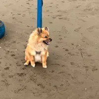 واگذاری سگ پامر|سگ|پرند, فاز ۵|دیوار