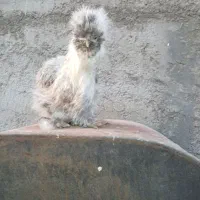 مرغ خروس لاری ابریشمی|حیوانات مزرعه|قم, نخودی|دیوار