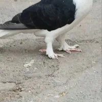 دوبال سیاه|پرنده|اندیمشک, |دیوار